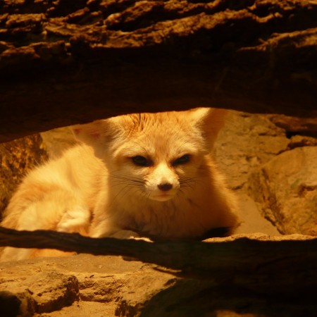 Le Fennec Ou Renard Des Sables | Comportementaliste Animaux Rennes - My&Co